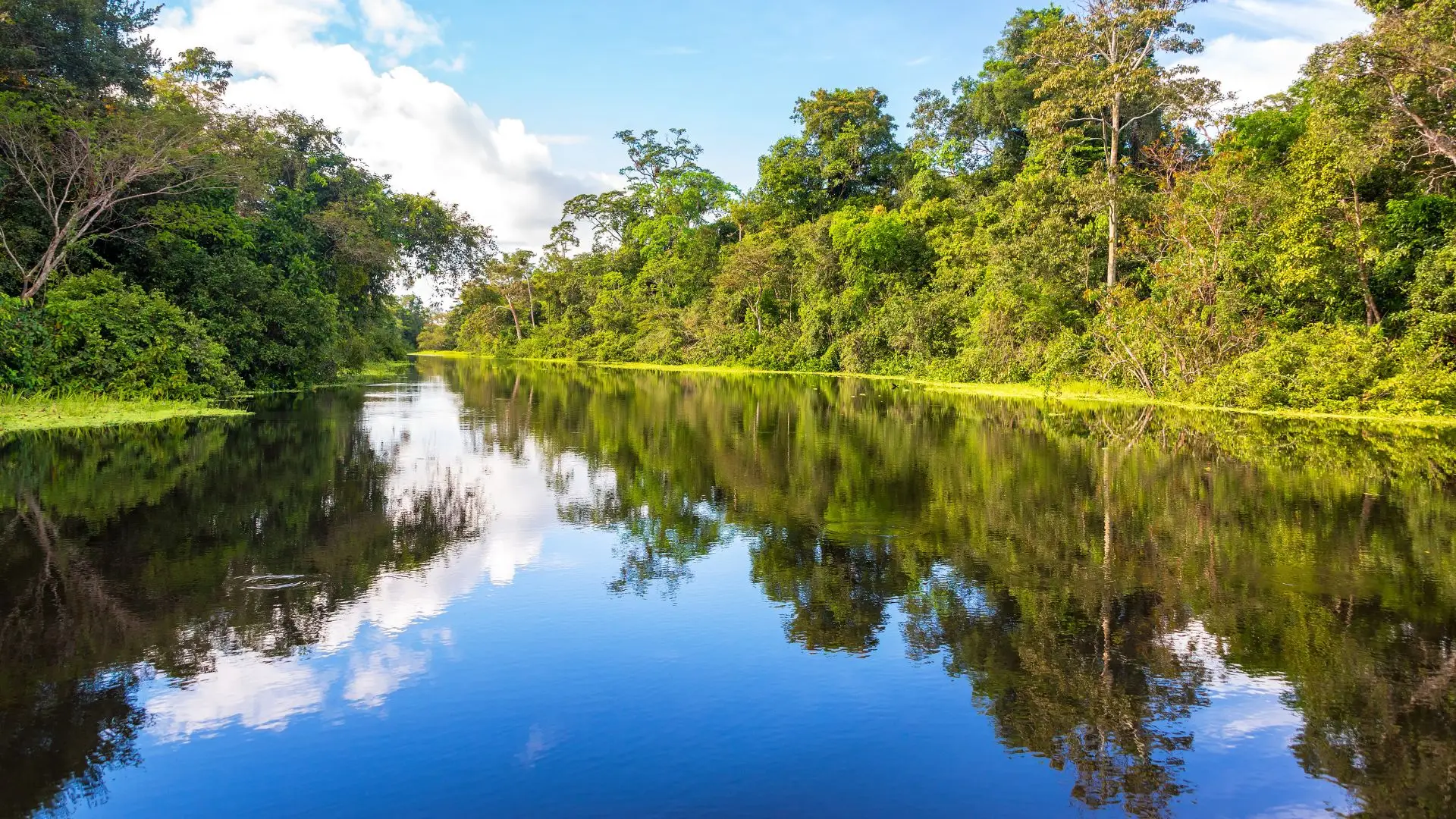 amazonia